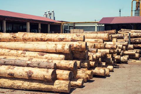 Sandalwood Explained: Cultivation Methods, Processing Technologies and Commercial Applications
